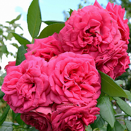 Роза плетистая Маритим