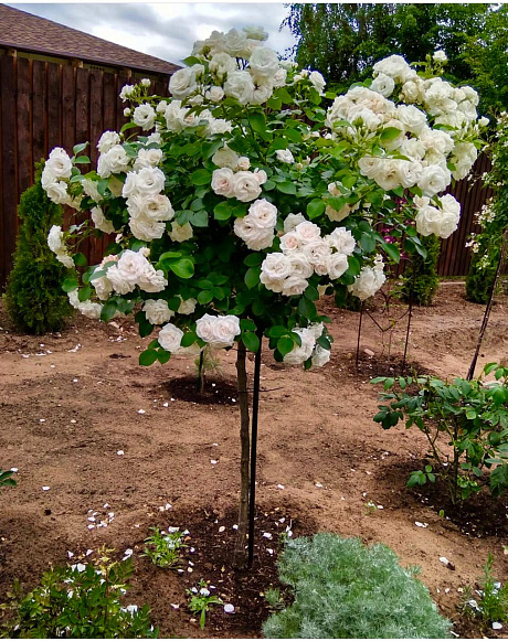 Роза штамбовая миниатюрная Тини Вини Вайт (штамб 45см)