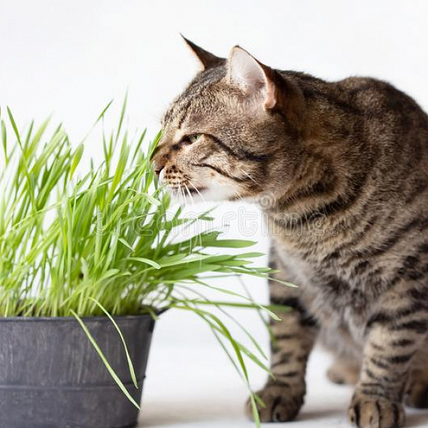 Трава для кошек фото 3 
